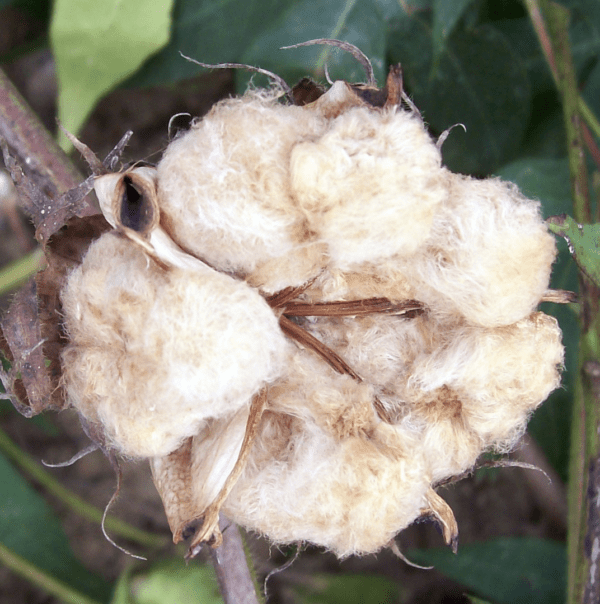 Cotton - Nankeen (3.25" pot)